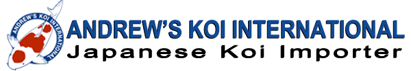 Japanese Koi Importer – Show Quality Koi & Koi Ponds – Andrew's Koi International